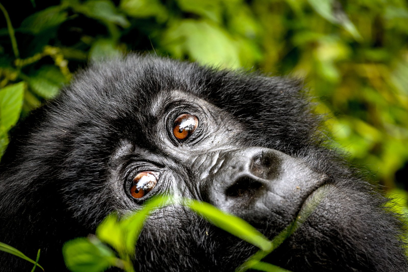 Golden Monkey Rwanda